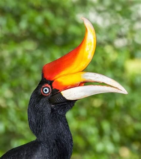 Rhinoceros Hornbill Bird Breed Reproductionsizepictures And Other