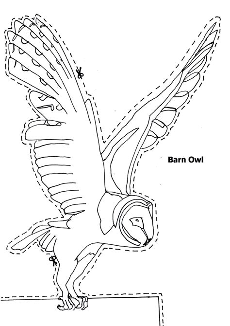 The bill varies from pale horn to dark buff. Barn Owl coloring page - Animals Town - Animal color ...
