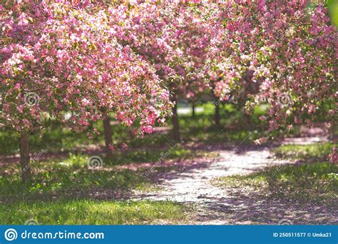 Garden Of Flowering Cherry Blossom Trees With A Path Among The Trees