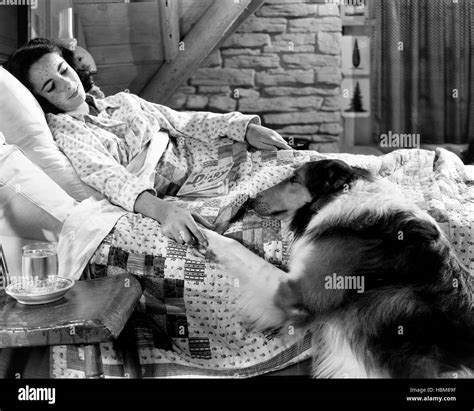 Courage Of Lassie Elizabeth Taylor 1946 Stock Photo Alamy