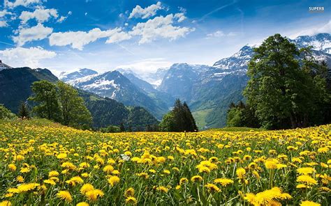 1080p Free Download Dandelion Field Dandelions Spring Trees Sky