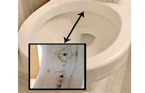 How To Clean Toilet Siphon Jets For A Stronger Flush Toiletseek