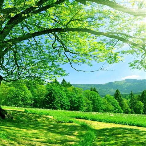 Wonderful Green Landscape Nature View Forest Summer Time