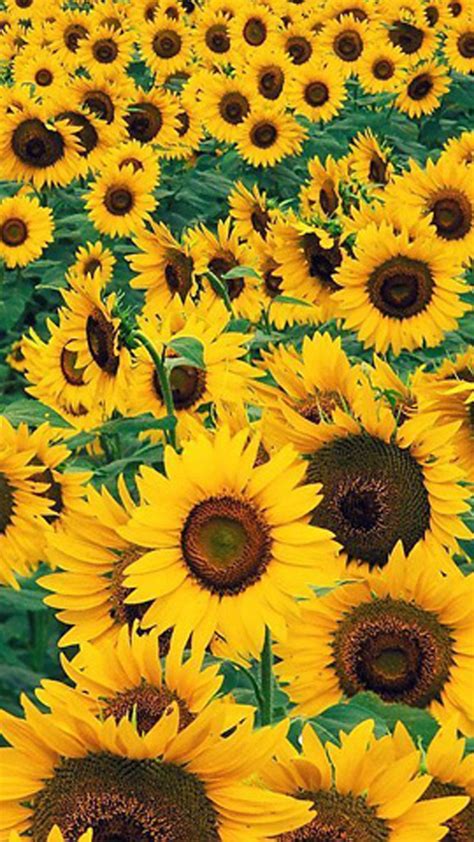 1080x1920 Sunflower Wallpapers Best Wallpapers