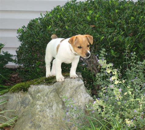 Puppy Wikimedia Commons Jack Russell Terrier Puppies Jack Russell
