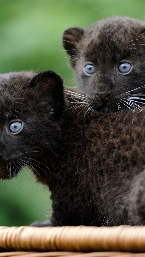 Wallpaper Panther Cub Cats Kittens Black Cat Fur