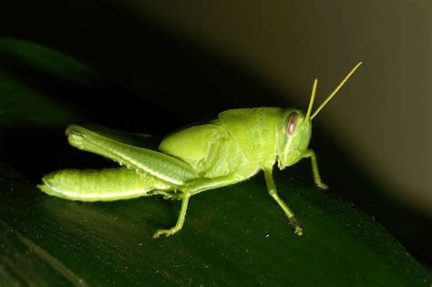 Green Grasshopper Schistocerca Bugguidenet