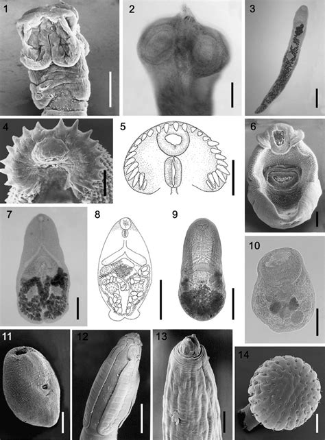 Helminth Parasites Of L Dominicanus From The Northern Coast Of