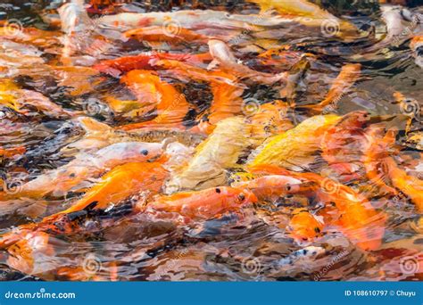 Colorful Koi Fish Stock Image Image Of Gold Feed Golden 108610797
