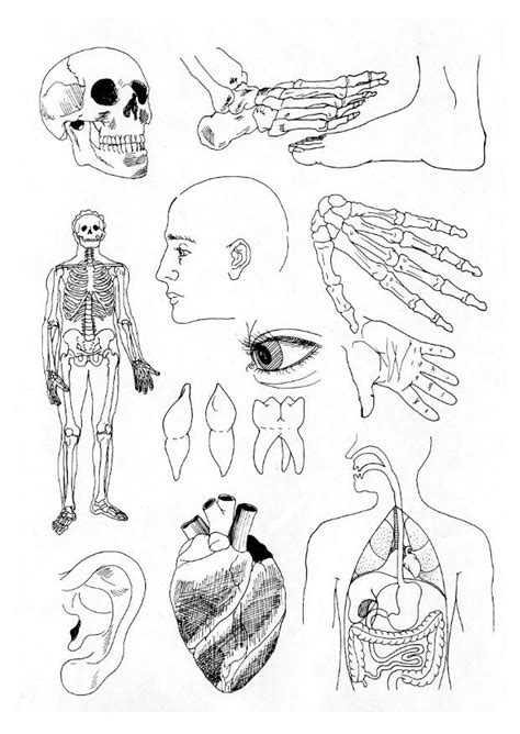 Kids-n-fun.com | Coloring page Human body Human body