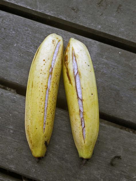 Madang Ples Bilong Mi Bananas