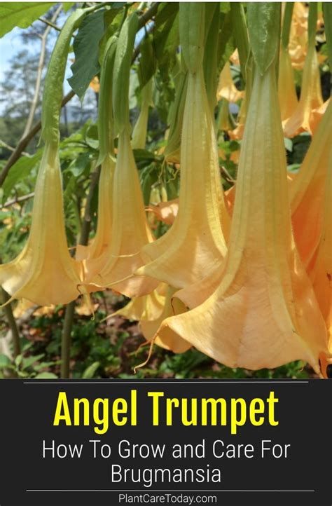 Growing Brugmansia Learn Angel Trumpet Tree Care Tips How To