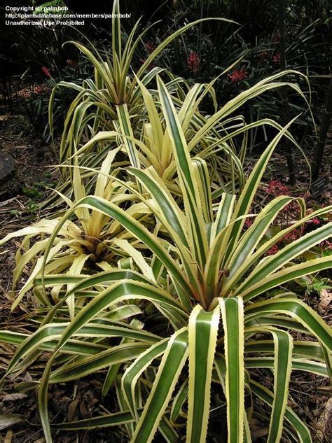 Plantfiles Pictures Variegated Wild Pineapple Variegata Ananas