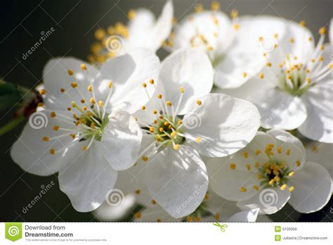 I fiori bianchi simboleggiano da sempre la purezza: Fiori bianchi fotografia stock. Immagine di nave, albero ...