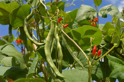 Scarlet Runner Snap Pole Beans Food Gardening Network