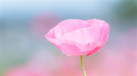 1920x1080 1920x1080 Macro Pink Flower Field Poppy Blur