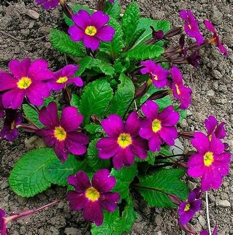 They return every year, for 20 years or more, and look lovely in a mixed bed or flower garden. 'Wanda' Juliana Primrose | Sun or shade (H) 4" (W) 10 ...