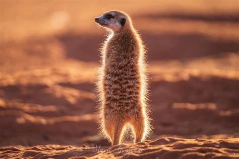 A Small Meerkat Standing On Its Hind Legs In The Desert At Sunset Or Dawn