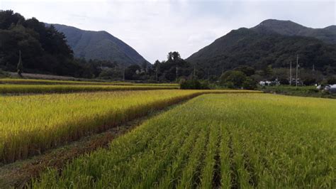 In South Korea Centuries Of Farming Point To The Future For