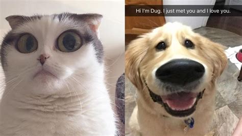 People Are Using Snapchat Filters On Their Pets And We Cant Even Deal