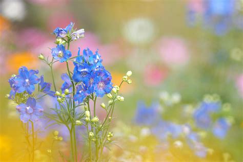 We did not find results for: Dainty Blue Flowers HD Wallpaper | Background Image ...