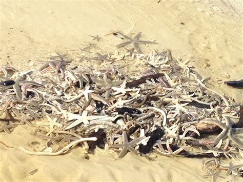 Thousands Of Dead Starfish At Port St Joe Beach Florida Strange Sounds