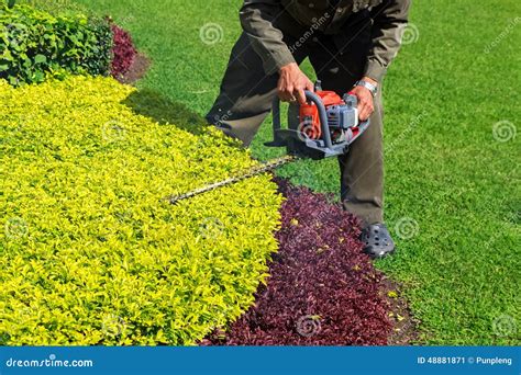 Gardener Trimming Shrub With Hedge Trimmer Stock Image Image Of