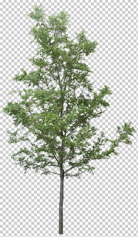 Tree Png Tree Tree Photoshop Architecture Collage Tree Illustration