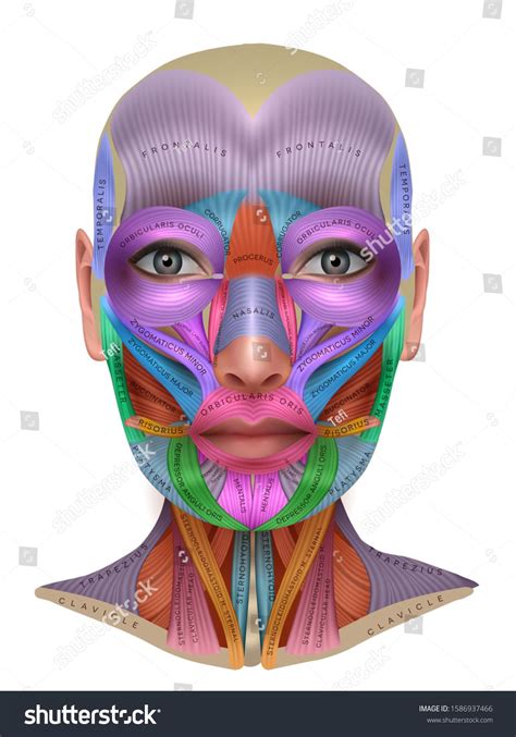 Face Muscles Anatomy Each Muscle Pair In Different Color And With Name
