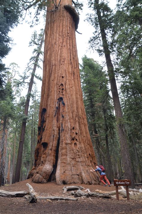 General Sherman Tree And Congress Trail Sequoia Nationalpark