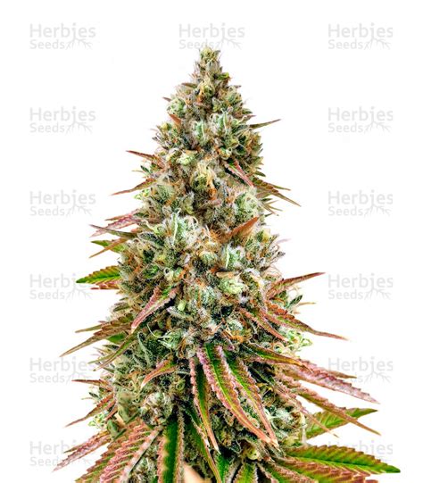 Bruce Banner 3 Feminized Seeds For Sale Herbies