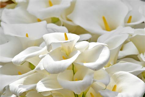 Free Picture Elegance Pistil White Flower White Nature Flower