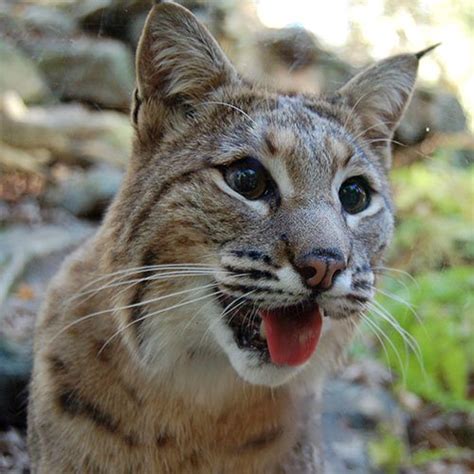 The bobcat is a medium sized cat with a ruff of fur around the sides of the face. Bobcat Pee-Repels Moles, Voles, Mice + More from My Pet ...