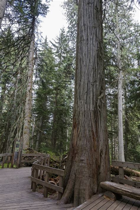 Giant Cedars Mount Revelstoke National Park British Columbia Canada