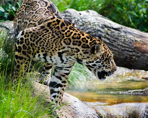 Desktop Wallpaper Jaguar Spotted Animal Wild And Big Cat Hd Image