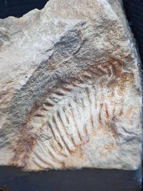 Demande d identification Fossile var Demandes d identification de fossiles Géoforum