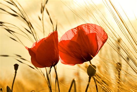 Poppy 4k Ultra Hd Wallpaper And Background Image 3880x2608 Id402298