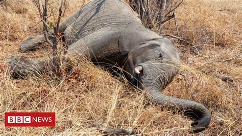 Ao menos 55 elefantes morrem de fome em meio à seca no Zimbábue BBC