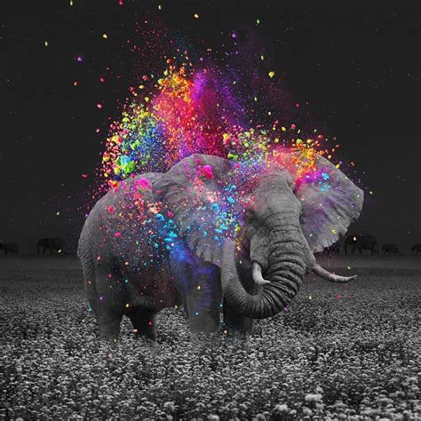 Awesome Colorful Elephant 3d Wallpaper Pictures