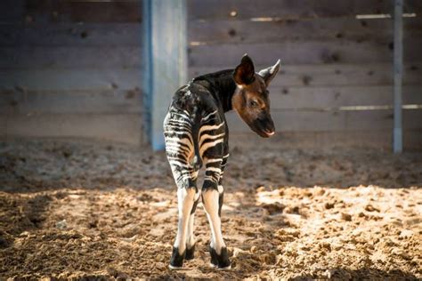 First Okapi Birth At Houston Zoo Zooborns