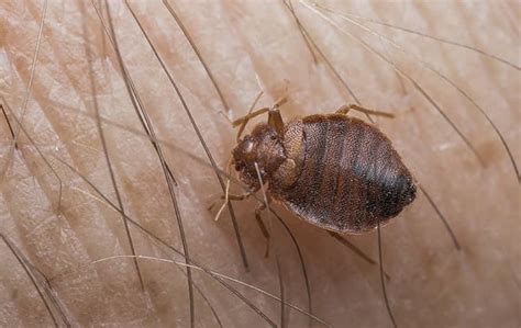 Blog Are Bed Bugs In St Charles Dangerous
