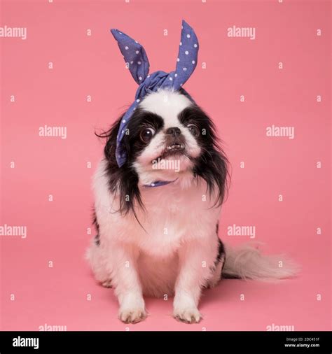 Funny Dog Japanese Chin Against Pink Background Stock Photo Alamy