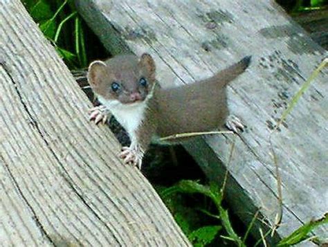 Ermine Or Short Tailed Weasel Nature Pinterest