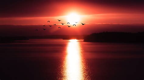 Flying Birds Over Sunset 4k Wallpapers Hd Wallpapers Id 28702