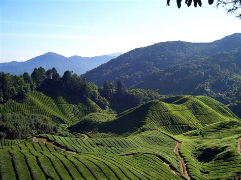 ''tanah tinggi cameron'') is one of malaysia's most extensive hill stations. Cameron Highlands District - Wikipedia