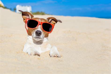 Dog Buried In Sand Stock Photo Image Of Playful Nature 54848980