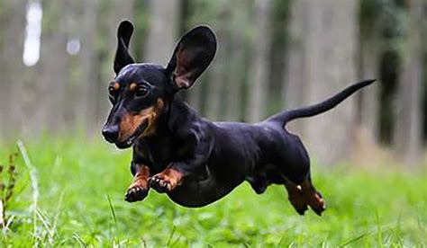 Top 7 Dog Breeds That Live The Longest