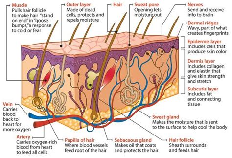 This art activity will help your students to remember the different parts of the human skin. What Is Skin? | WORLDkids