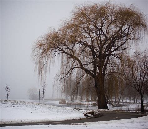 Winter Willow Willow Tree On A Foggy Winter Morning In Lak Flickr