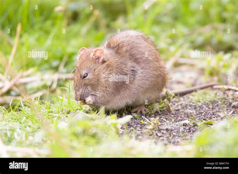 Brown Rat Rattus Norvegicus Feeding On Bird Seed On Ground Stock Photo